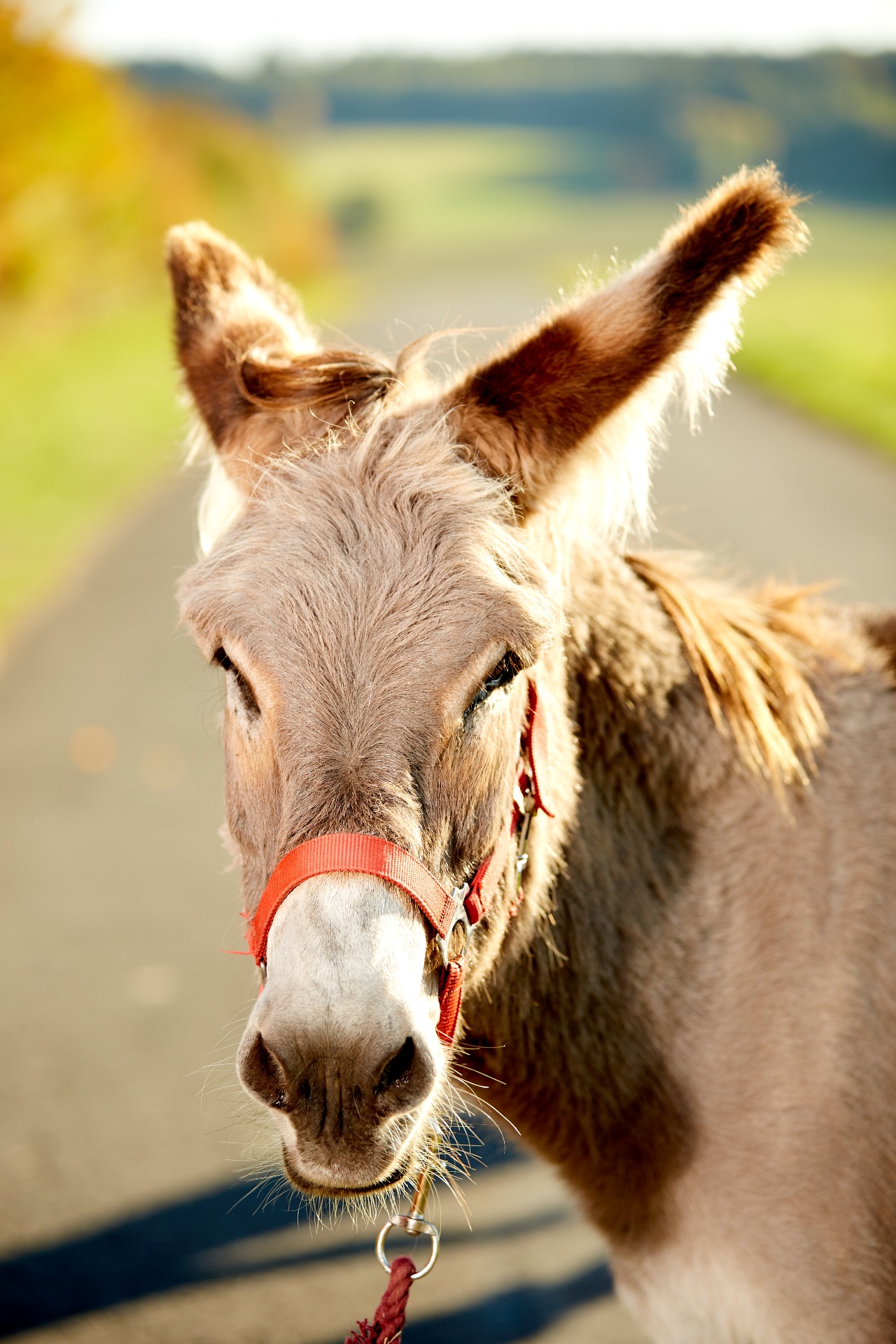 Mit Ennekken Trekkingtouren Eselwandern Eifel Eseltrekking Eifel